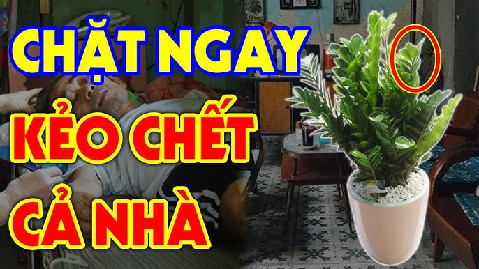 Tuổi nào không nên trồng kim tiền?
