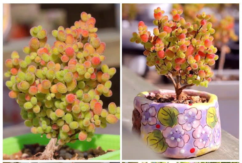 Cây đẹp như những viên kẹo bọc được nên được gọi là cây 