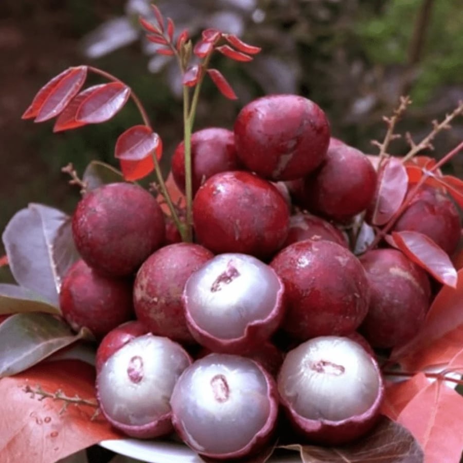 Nhãn không chỉ giúp Sh88bet đăng ký miễn phí phục hồi nhanh chóng sau chấn thương mà còn có khả năng trung hòa gốc tự do – nguyên nhân chính gây lão hóa và tổn thương tế bào