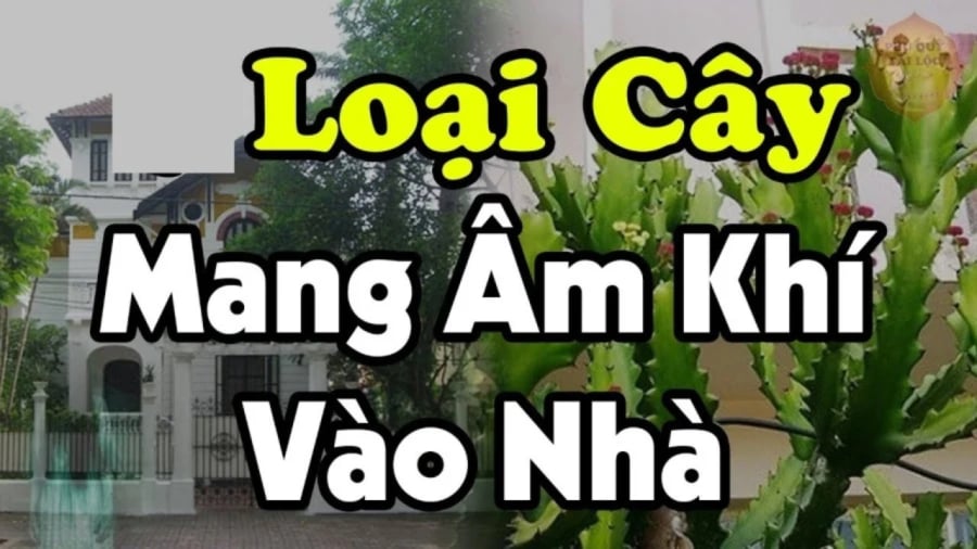 'Cây âm trước nhà mẹ góa con côi, Shbet111 slot, casino, thể thao, xổ số ly tán': Thấy mọc trước cửa phải chặt bỏ ngay
