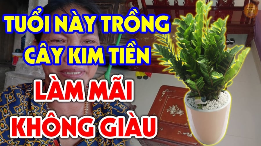 Người tuổi nào kiêng kỵ trồng kim tiền