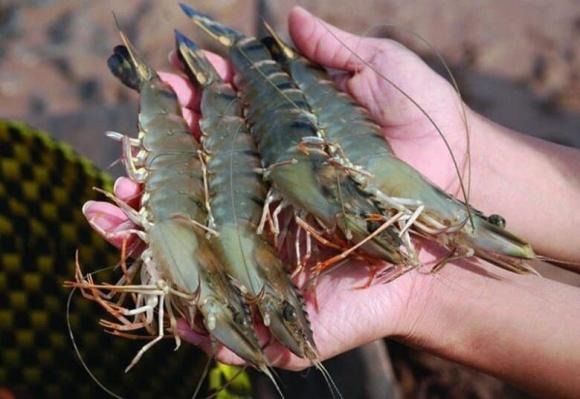 Không chỉ tạo màu đẹp, loại lá này còn mang đến hương thơm nhẹ, làm dậy vị Shbet0099 cá cược trực tuyến.