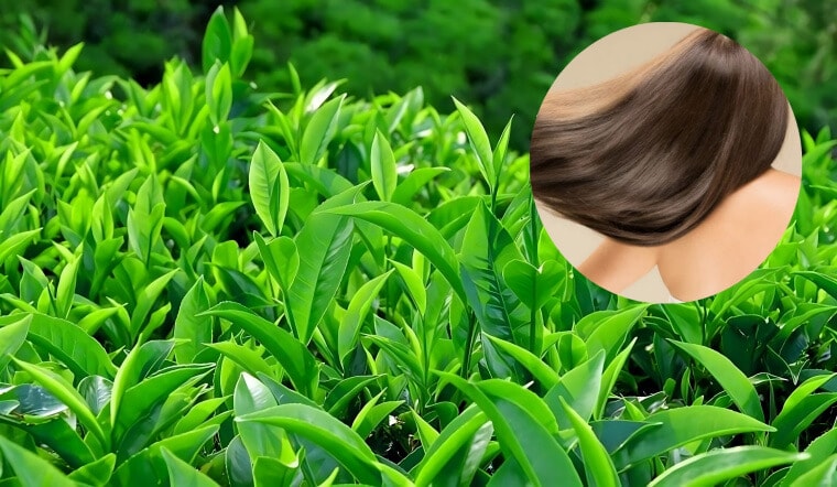 Theo nhiều Shbet888.com tỷ lệ cược cao y học hiện đại, thói quen uống trà xanh mỗi ngày có thể hỗ trợ duy trì huyết áp ổn định và giảm lượng cholesterol xấu trong máu