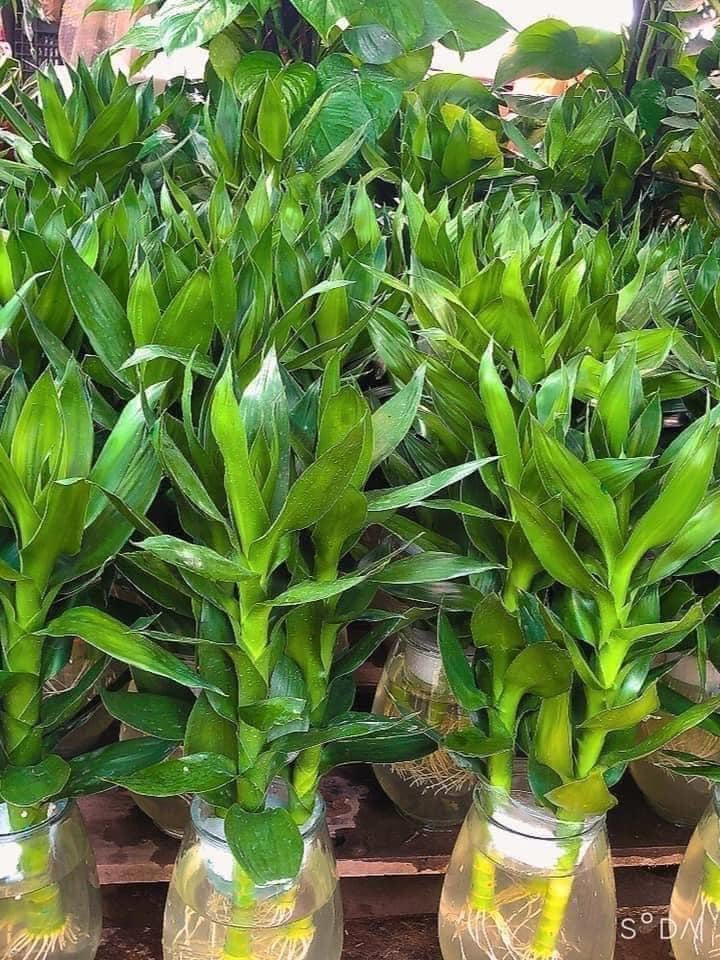 Cây phát lộc