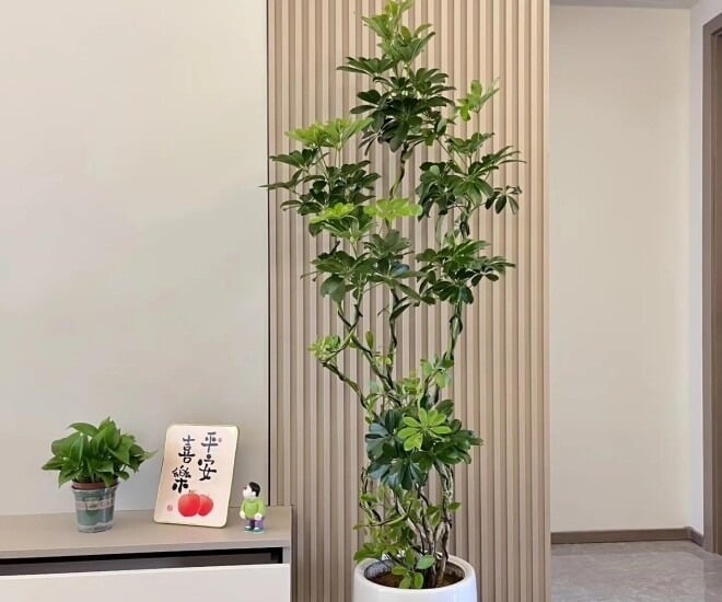 Cây ngũ gia bì, còn được gọi là 