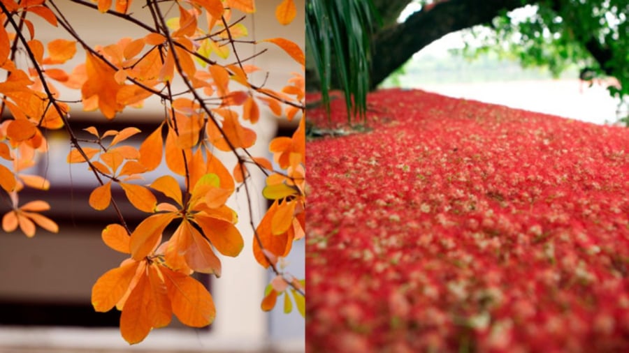 Hoa lộc vừng tanh