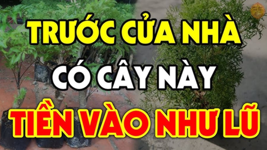 Loại cây: 'Ông bà trồng con cháu hưởng', chớ dại mà chặt đi kẻo mất lộc