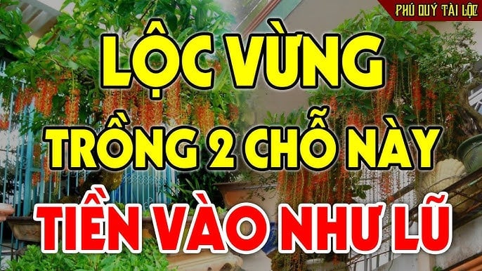Loại cây: 'Ông bà trồng con cháu hưởng', chớ dại mà chặt đi kẻo mất lộc