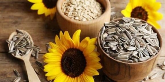 Hạt hướng dương là nguồn cung cấp magie phong phú – một khoáng chất quan trọng giúp duy trì mật độ xương, ngăn ngừa loãng xương và giảm nguy cơ Shbet16 tỷ lệ cá cược bóng đá.    