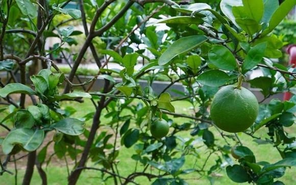 Lá bưởi là một trong những nguyên liệu tự nhiên giúp chăm sóc tóc hiệu quả, được nhiều người tin dùng.    