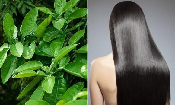 Gội đầu bằng nước lá bưởi thường xuyên sẽ giúp tóc mềm mượt, chắc khỏe tự nhiên.