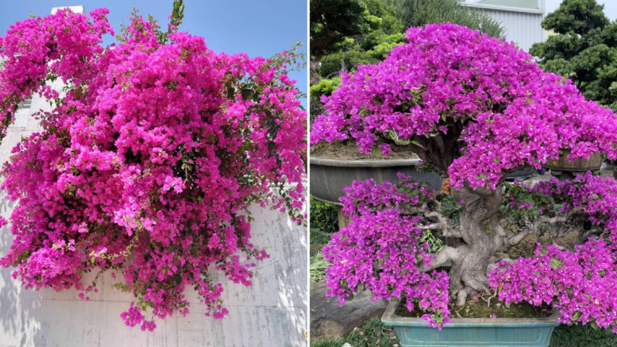 Cây hoa giấy ưa sáng, cần được tiếp xúc nhiều với ánh sáng để phát triển tốt, ra nhiều hoa.