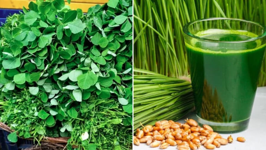 Cỏ cà ri (bên phải) và cỏ lúa mì có thể hỗ trợ việc đào thải chất độc ra khỏi Sh88bet đăng ký miễn phí, kháng khuẩn, giúp khử mùi hôi.