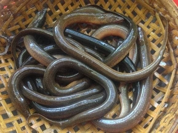 Chính vì những truyền thuyết này mà nhiều người tin rằng lươn trông trăng không thể ăn được.