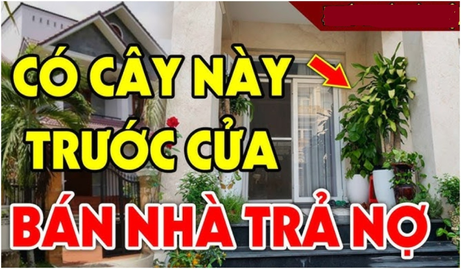 4 loại cây ác trồng trước nhà cây càng xanh người càng nghèo