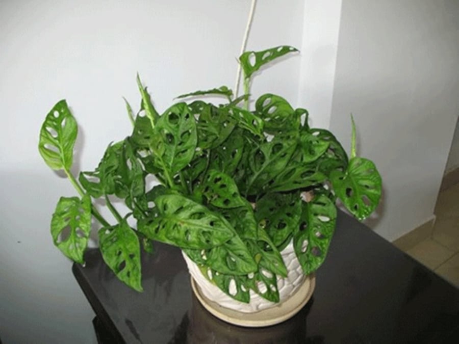 Trồng cây trầu bà lỗ còn có nhiều ý nghĩa phong thủy cho người trồng, chúng thúc đẩy may mắn, vận khí tốt vào nhà.