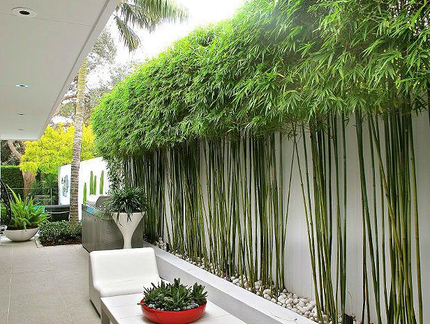 Cay-Tre-Cay-Truc-Trong-Canh-Quan-S-Construction-3