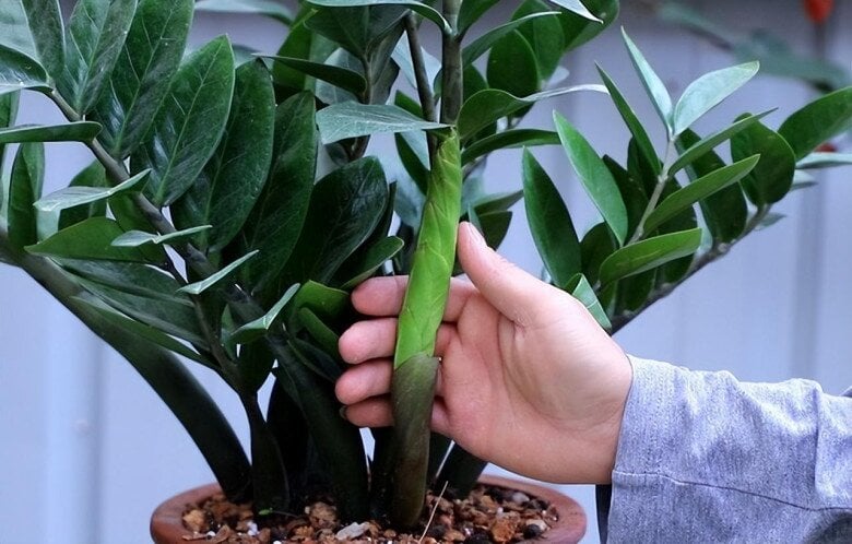 Nghèo trồng cỏ, giàu trồng cây: 6 cây cảnh cực hút tiền, sân nhà có 1/6 cũng tha hồ hưởng