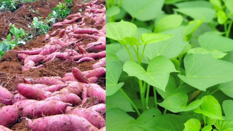 Rau khoai lang có nhiều công dụng với sức khỏe