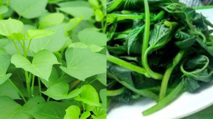 Rau khoai lang là loại rau dễ trồng dễ lên, ít có nguy cơ bị 