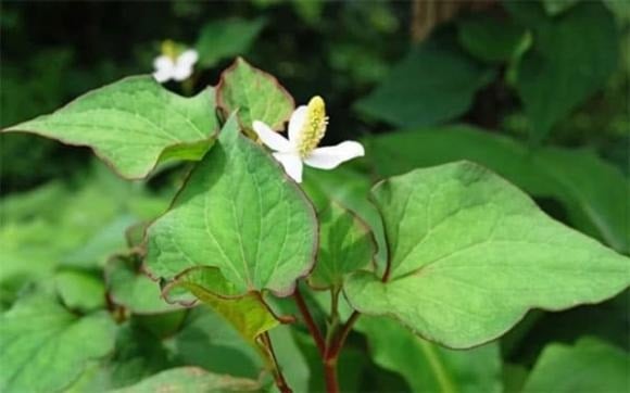 Rau diếp cá không chỉ là loại rau quen thuộc trong bữa ăn mà còn là một phương pháp giải độc gan tự nhiên hiệu quả.