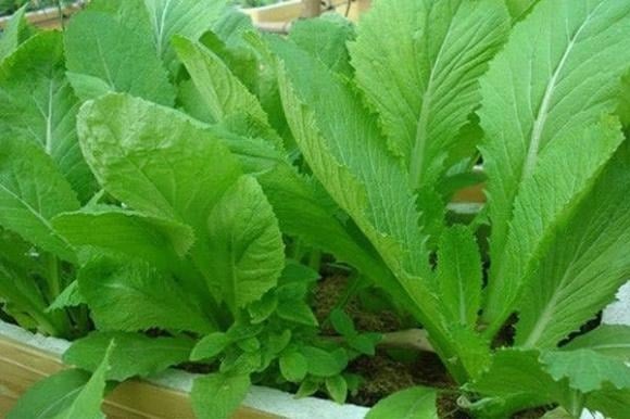 Các loại rau lá xanh, đặc biệt là rau họ cải, có khả năng thải độc gan rất tốt.