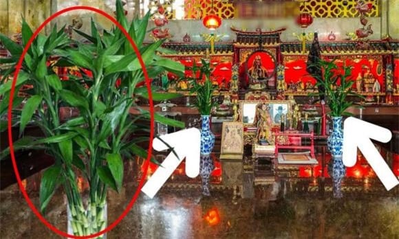 Đặt cây này lên bàn thờ hút tài lộc