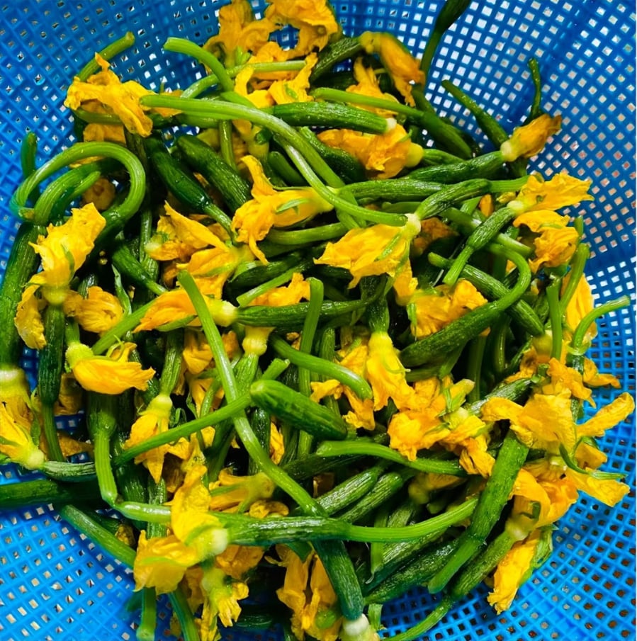 Hoa dưa chuột