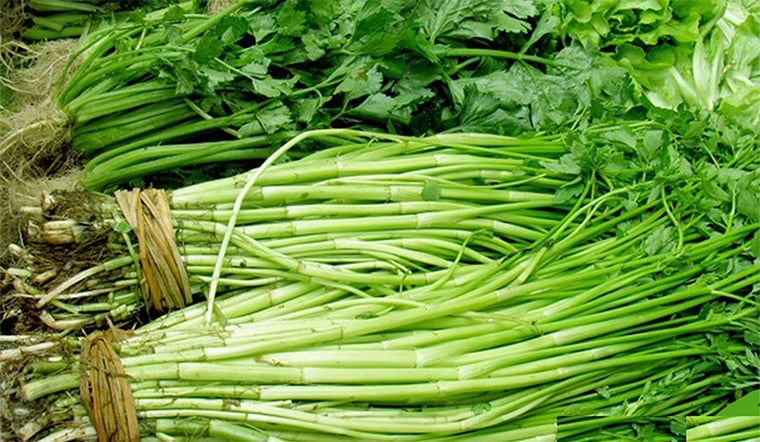 Rau cần nước là loại rau thủy sinh, sinh trưởng chủ yếu trong môi trường nước