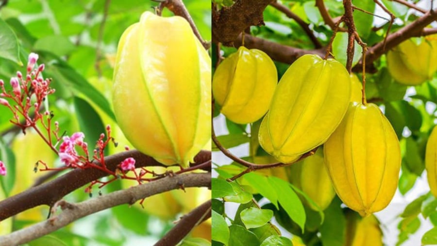 Trồng cây khế đúng vị trí giúp mang lại may mắn