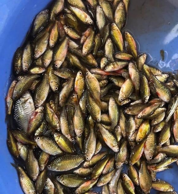 Cá cấn là một loại cá đồng, sống thành đàn và phổ biến ở vùng quê với mức giá phải chăng. 