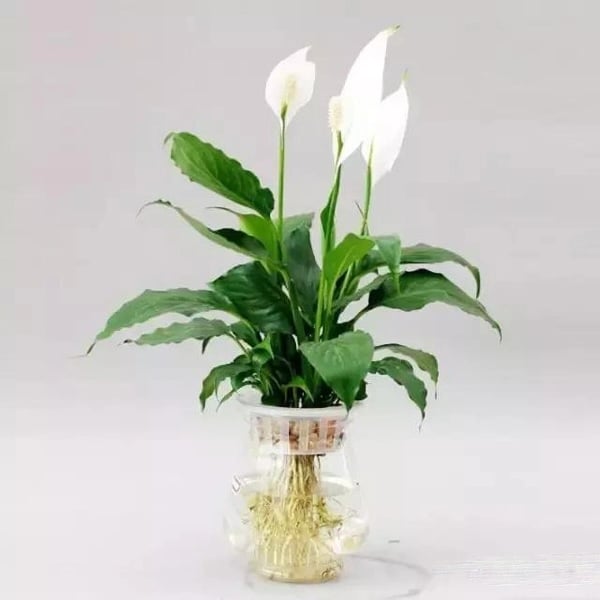 Màu trắng là màu chủ đạo của Lan Ý, mang đến cảm giác nhẹ nhàng, mát mẻ