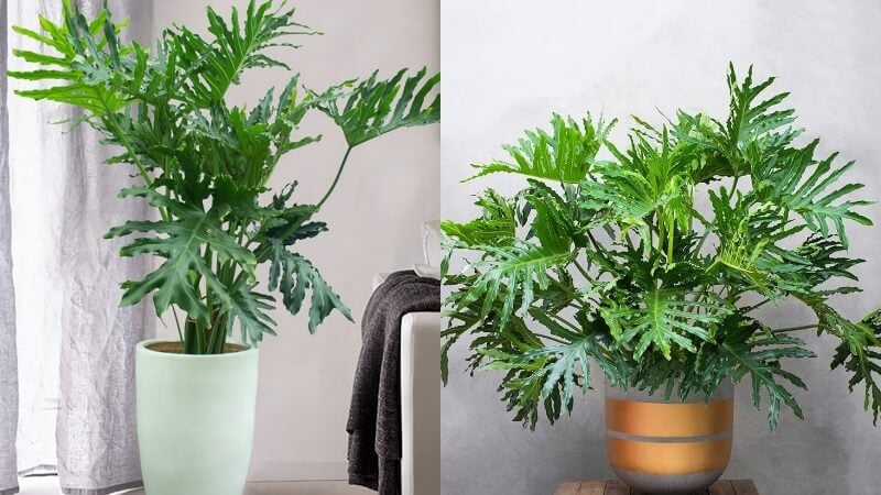 Cây trầu bà thanh xuân