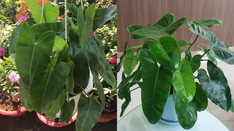 Cây trầu bà tỷ phủ