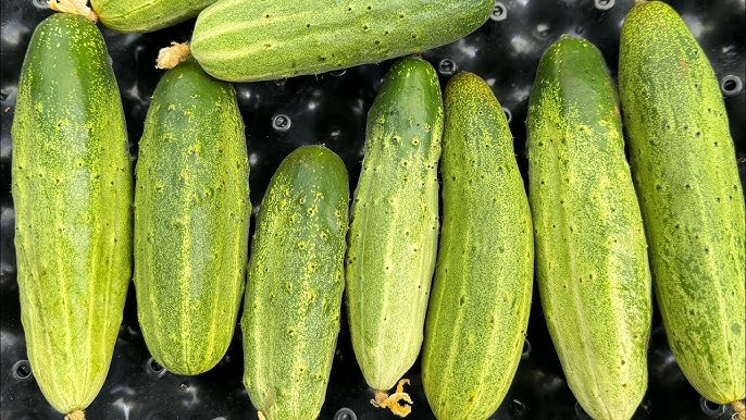 5 nhóm người không nên ăn dưa chuột