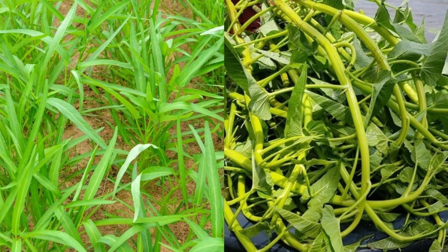 Theo Đông y, rau muống vị ngọt nhạt, tính mát, có tác dụng giải độc, thông đại tiểu tiện, chữa táo bón, đái rắt