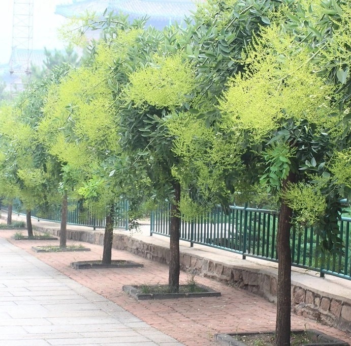 Dù nghèo mấy cũng đừng chặt hay bán 3 cây này, để lâu con cháu càng có phúc