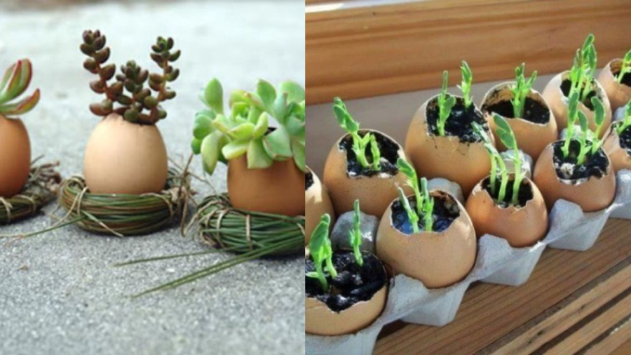 Vỏ trứng có nhiều công dụng