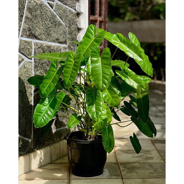 Không chỉ mang lại vẻ đẹp thẩm mỹ, trầu bà tỷ phú còn có khả năng cải thiện môi trường sống