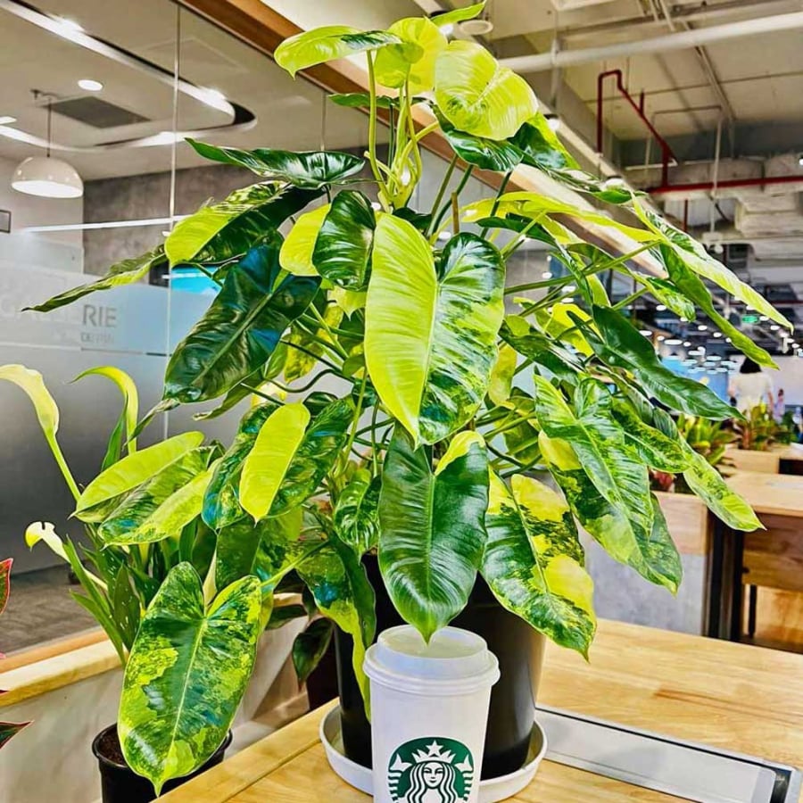 Trầu bà tỷ phú (hay còn gọi là trầu bà lá xẻ) thuộc họ Araceae, có nguồn gốc từ các khu rừng nhiệt đới Nam Mỹ