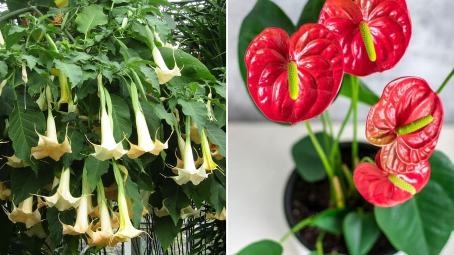 Cây cà độc dược cảnh (bên trái) và cây hồng môn đều có độc.