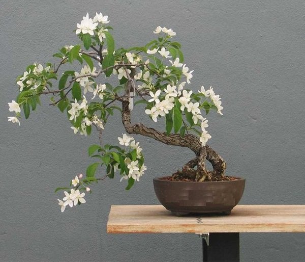 Cây hoa nguyệt quế mang lại sự thông thái và may mắn