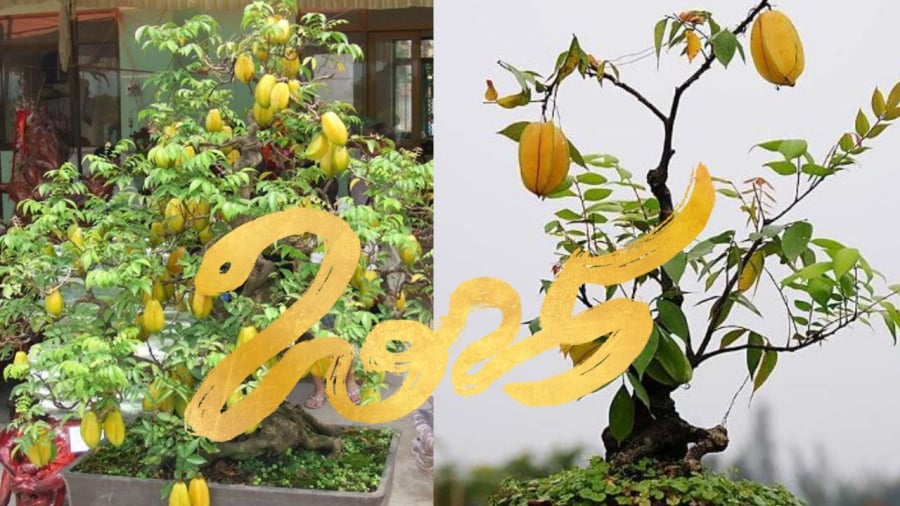 Cây khế mang ý nghĩa và công dụng tốt lành