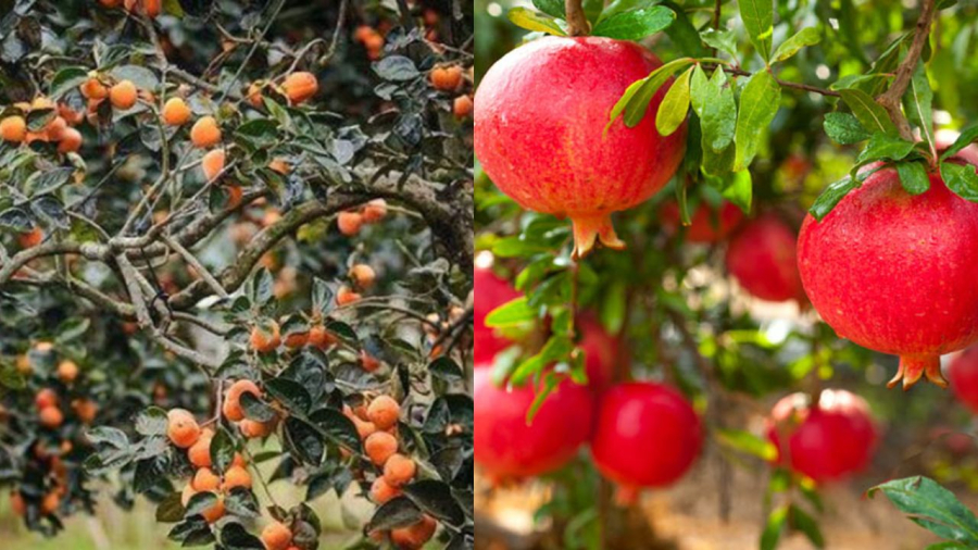 Trồng cây lựu phía Đông, cây hồng phía Tây hợp quy luật tự nhiên lại thuận quy luật phong thủy