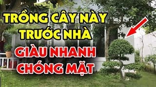 3 loại cây trồng trước cửa lộc về, 4 cây mọc sau nhà Tiền đến, gia chủ hưởng no lộc