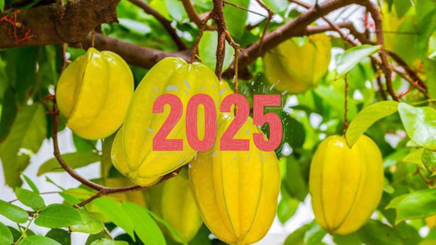 Cây khế tốt cho năm Ất Tỵ 2025