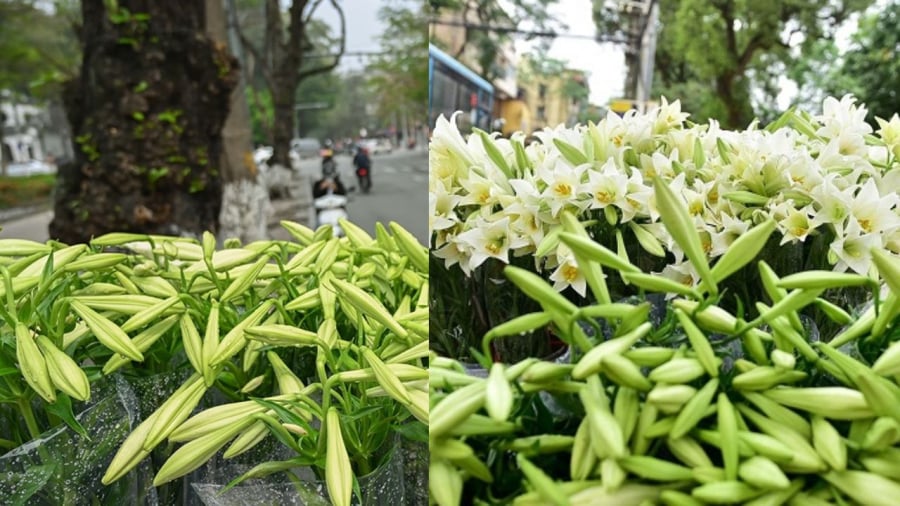 Chọn hoa loa kèn chú ý nụ hoa trắng to sẽ nở đều hơn bông bé xanh