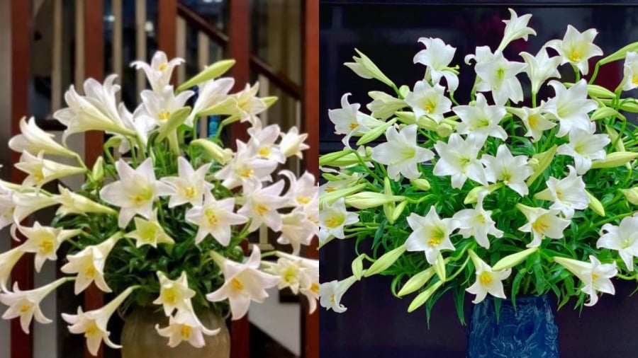 Hoa loa kèn mang ý nghĩa tốt lành
