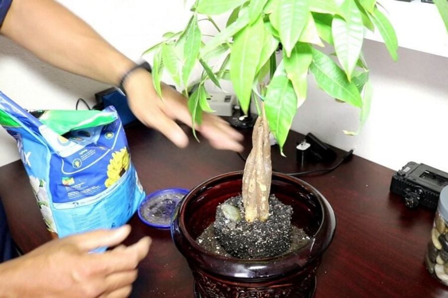 Cây kim ngân lá xanh mướt chỉ cần tưới loại nước này, Tài Lộc dồn hết về túi