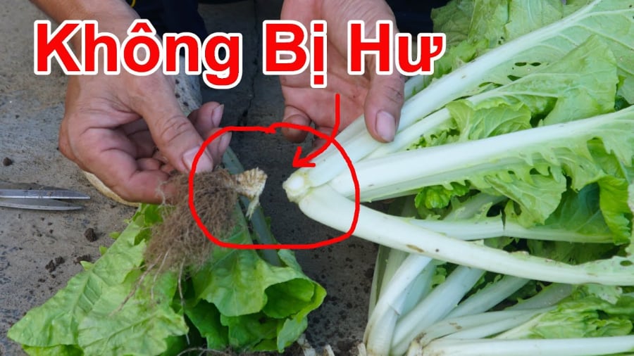Cách bảo quản rau xà lách lâu hỏng